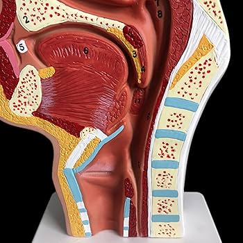 Amazon | Barkolau 人体の鼻腔の解剖学的モデル 中咽頭の構造ENT